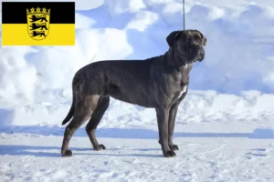 Přečtete si více ze článku Chovatelé a štěňata Cane Corso Italiano v Bádensku-Württembersku