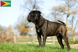 Přečtete si více ze článku Chovatelé a štěňata Cane Corso Italiano v Guyaně