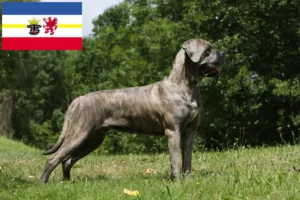 Přečtete si více ze článku Chovatelé a štěňata Cane Corso Italiano v Meklenbursku-Předním Pomořansku