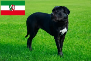 Přečtete si více ze článku Chovatelé a štěňata Cane Corso Italiano v Severním Porýní-Vestfálsku