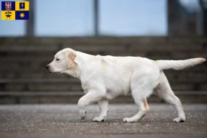 Přečtete si více ze článku Chovatelé labradorů a štěňat ve Zlíně