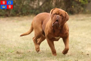 Přečtete si více ze článku Chovatelé a štěňata Dogue de Bordeaux v Hradci Králové