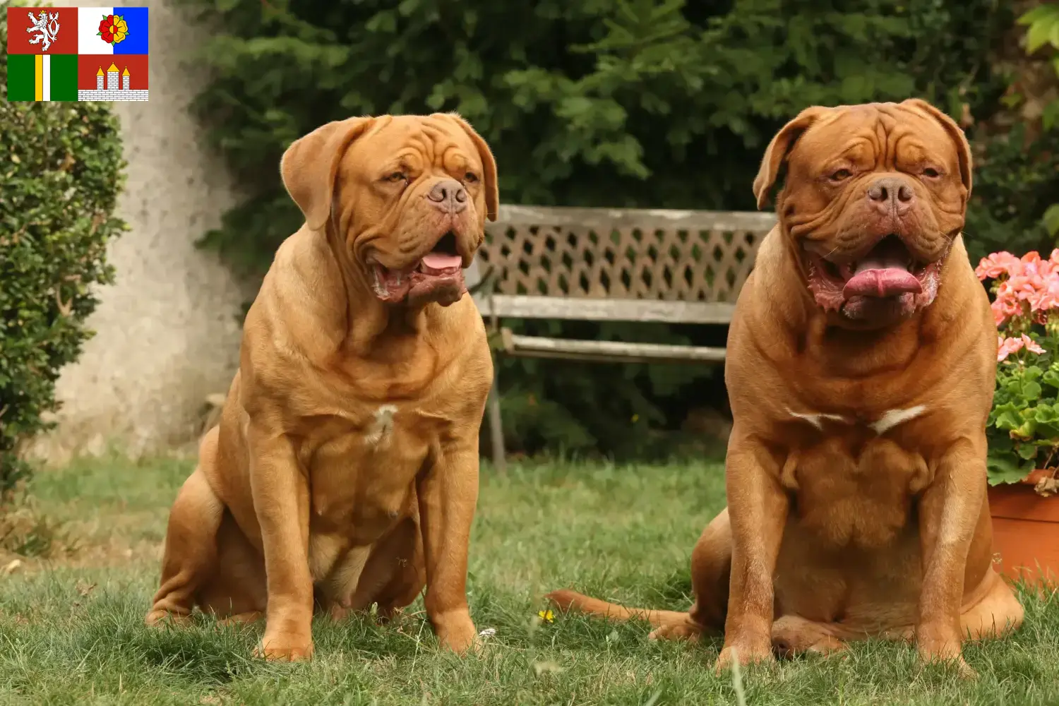 Přečtete si více ze článku Chovatelé a štěňata Dogue de Bordeaux v Jihočeském kraji