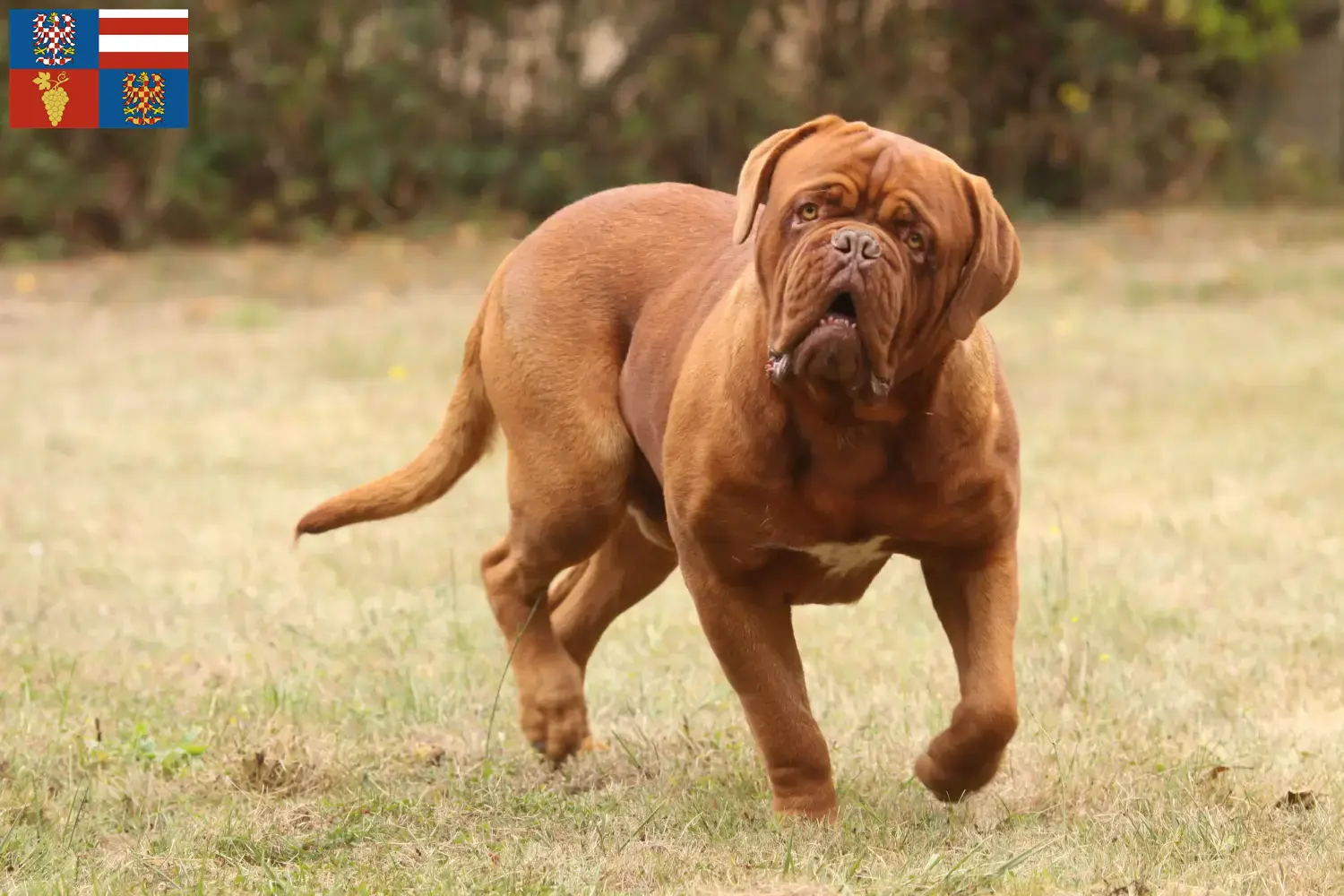 Přečtete si více ze článku Chovatelé a štěňata Dogue de Bordeaux na jižní Moravě