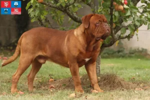 Přečtete si více ze článku Chovatelé a štěňata Dogue de Bordeaux v Karlových Varech