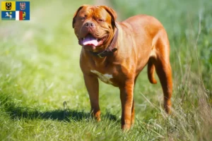 Přečtete si více ze článku Chovatelé a štěňata Dogue de Bordeaux v Moravskoslezském kraji