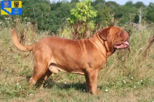 Přečtete si více ze článku Chovatelé a štěňata Dogue de Bordeaux v Olomouci