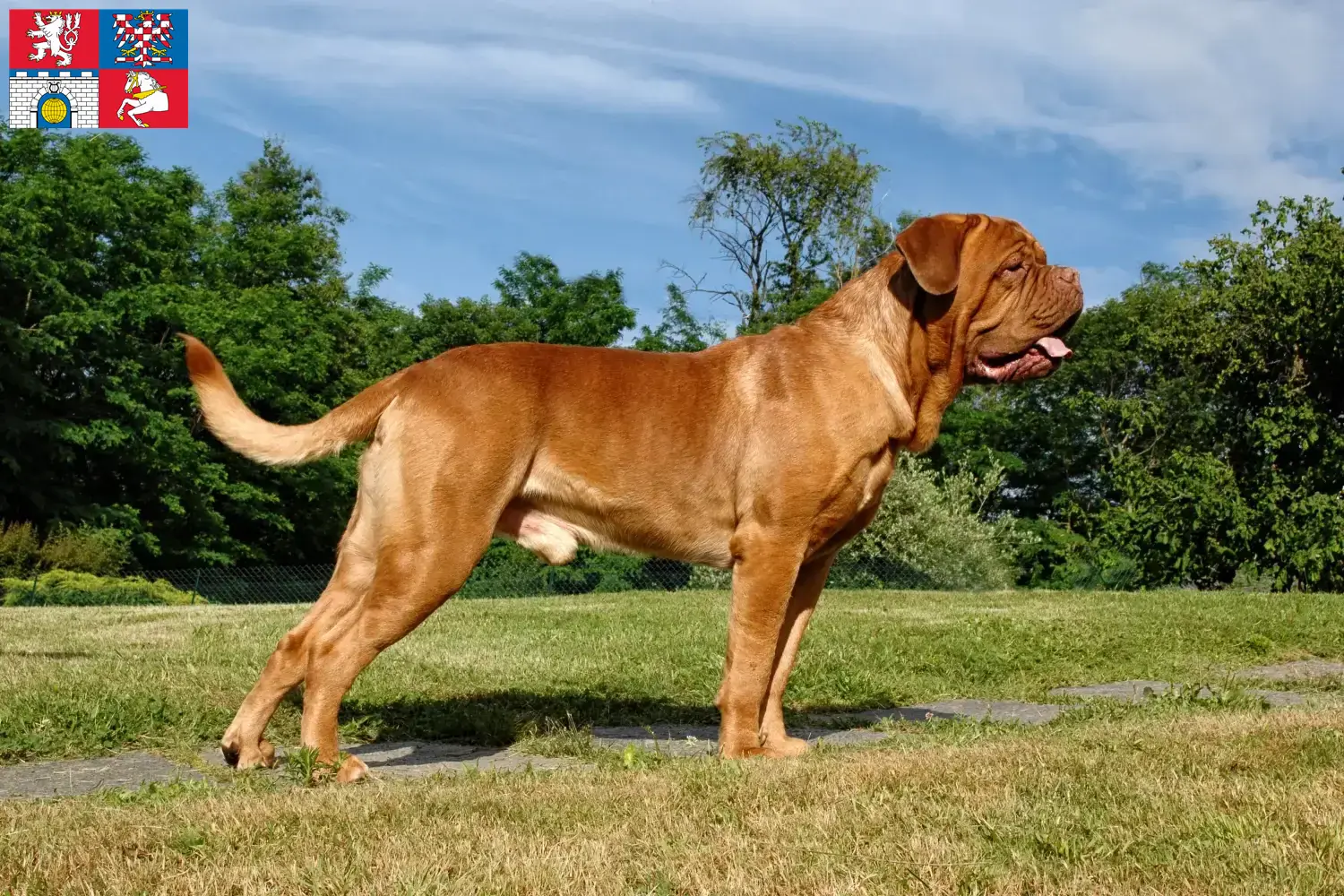 Přečtete si více ze článku Chovatelé a štěňata Dogue de Bordeaux v Pardubicích