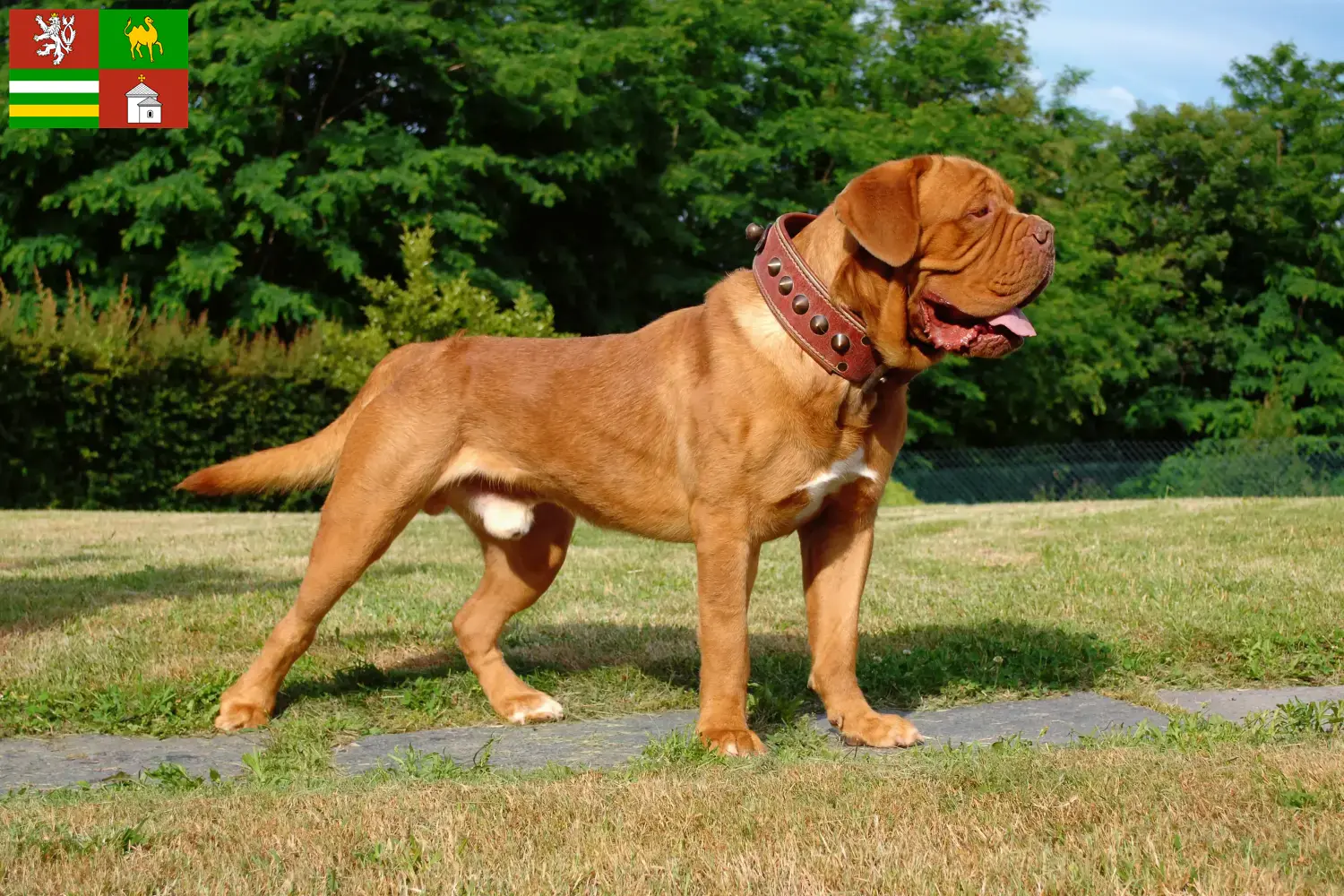 Přečtete si více ze článku Chovatelé a štěňata Dogue de Bordeaux v Plzni