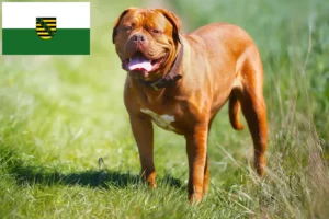 Přečtete si více ze článku Chovatelé a štěňata Dogue de Bordeaux v Sasku