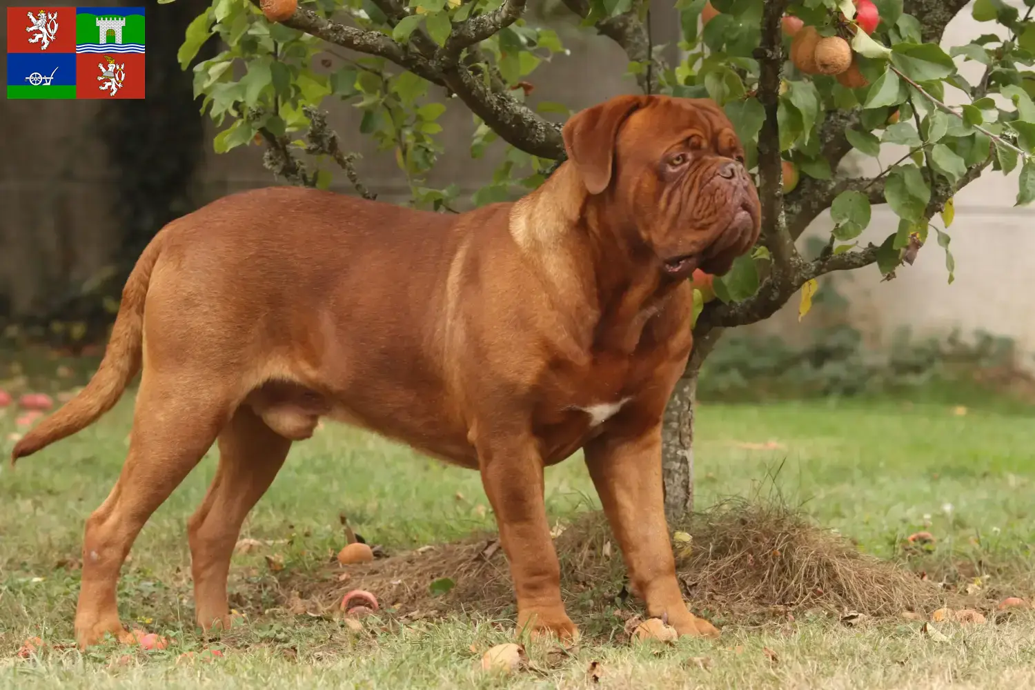 Přečtete si více ze článku Chovatelé a štěňata Dogue de Bordeaux v Ústí