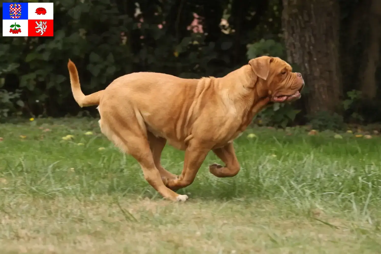 Přečtete si více ze článku Chovatelé a štěňata Dogue de Bordeaux na Vysočině