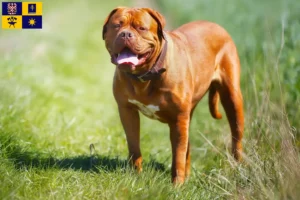 Přečtete si více ze článku Chovatelé a štěňata Dogue de Bordeaux ve Zlíně