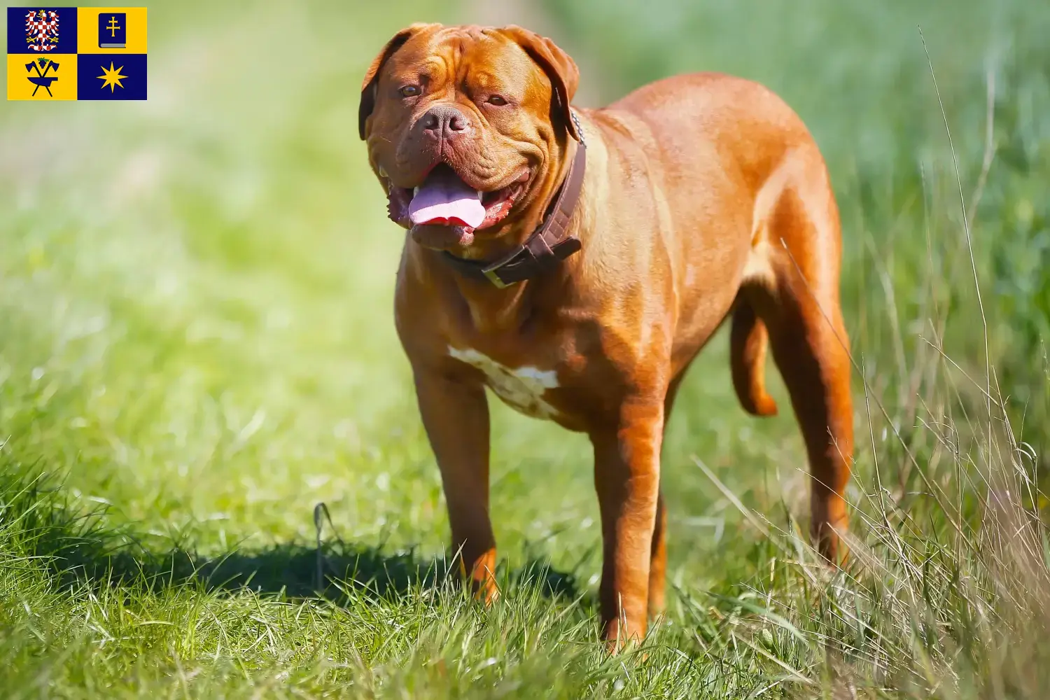 Přečtete si více ze článku Chovatelé a štěňata Dogue de Bordeaux ve Zlíně