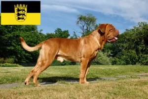 Přečtete si více ze článku Chovatelé a štěňata Dogue de Bordeaux v Bádensku-Württembersku