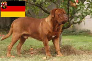 Přečtete si více ze článku Chovatelé a štěňata Dogue de Bordeaux v Porýní-Falci