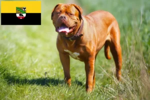 Přečtete si více ze článku Chovatelé a štěňata Dogue de Bordeaux v Sasku-Anhaltsku