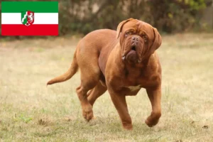 Přečtete si více ze článku Chovatelé a štěňata Dogue de Bordeaux v Severním Porýní-Vestfálsku