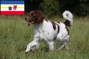 Přečtete si více ze článku Epagneul Breton chovatelé a štěňata v Meklenbursku-Předním Pomořansku