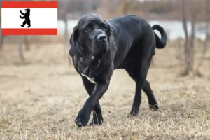 Přečtete si více ze článku Chovatelé a štěňata Fila Brasileiro v Berlíně