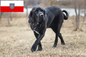 Přečtete si více ze článku Chovatelé a štěňata Fila Brasileiro v Durynsku