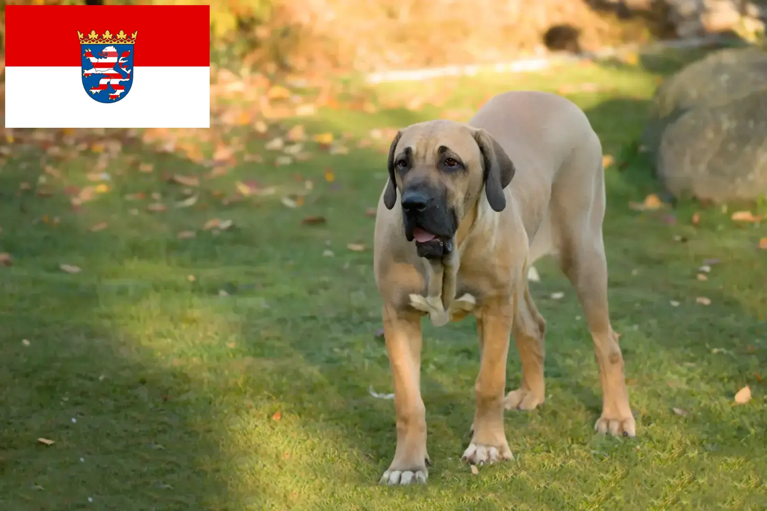 Přečtete si více ze článku Chovatelé a štěňata Fila Brasileiro v Hesensku