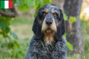 Přečtete si více ze článku Chovatelé a štěňata Griffon Bleu de Gascogne v Itálii