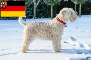 Přečtete si více ze článku Chovatelé a štěňata irského soft coated wheaten teriéra v Porýní-Falcku