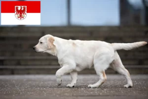 Přečtete si více ze článku Chovatelé labradorů a štěňat v Brandenburgu