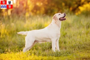 Přečtete si více ze článku Chovatelé labradorů a štěňat ve Středočeském kraji