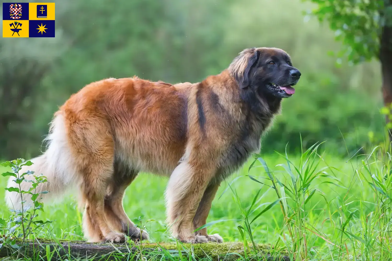 Přečtete si více ze článku Chovatelé leonbergerů a štěňat ve Zlíně