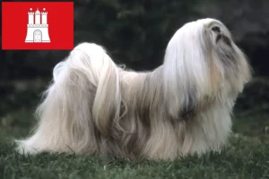 Přečtete si více ze článku Chovatelé a štěňata Lhasa Apso v Hamburku