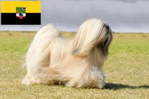 Přečtete si více ze článku Chovatelé a štěňata Lhasa Apso v Sasku-Anhaltsku