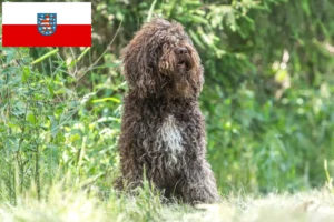 Přečtete si více ze článku Chovatelé barbetů a štěňat v Durynsku