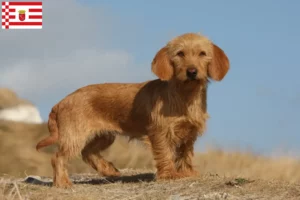 Přečtete si více ze článku Basset fauve de Bretagne chovatelé a štěňata v Brémách