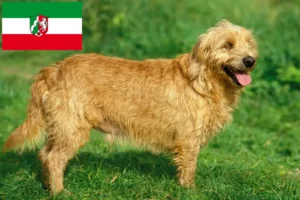 Přečtete si více ze článku Basset fauve de Bretagne chovatelé a štěňata v Severním Porýní-Vestfálsku