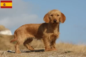 Přečtete si více ze článku Basset fauve de Bretagne chovatelé a štěňata ve Španělsku