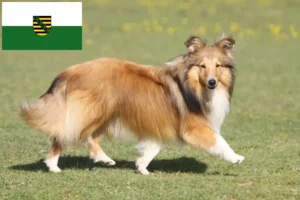 Přečtete si více ze článku Chovatelé sheltie a štěňata v Sasku