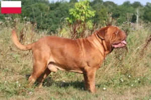 Přečtete si více ze článku Chovatelé a štěňata Dogue de Bordeaux v Polsku