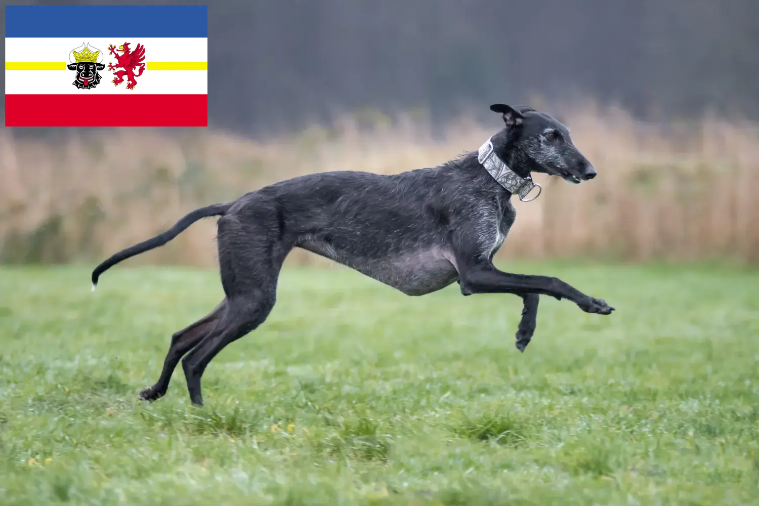 Přečtete si více ze článku Chovatelé a štěňata Galgo Espanol v Meklenbursku-Předním Pomořansku