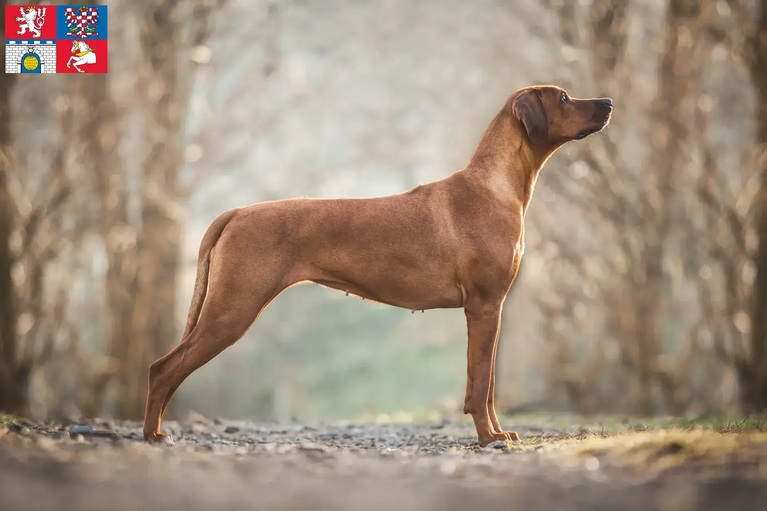 Přečtete si více ze článku Chovatelé rhodéských ridgebacků a štěňat v Pardubicích