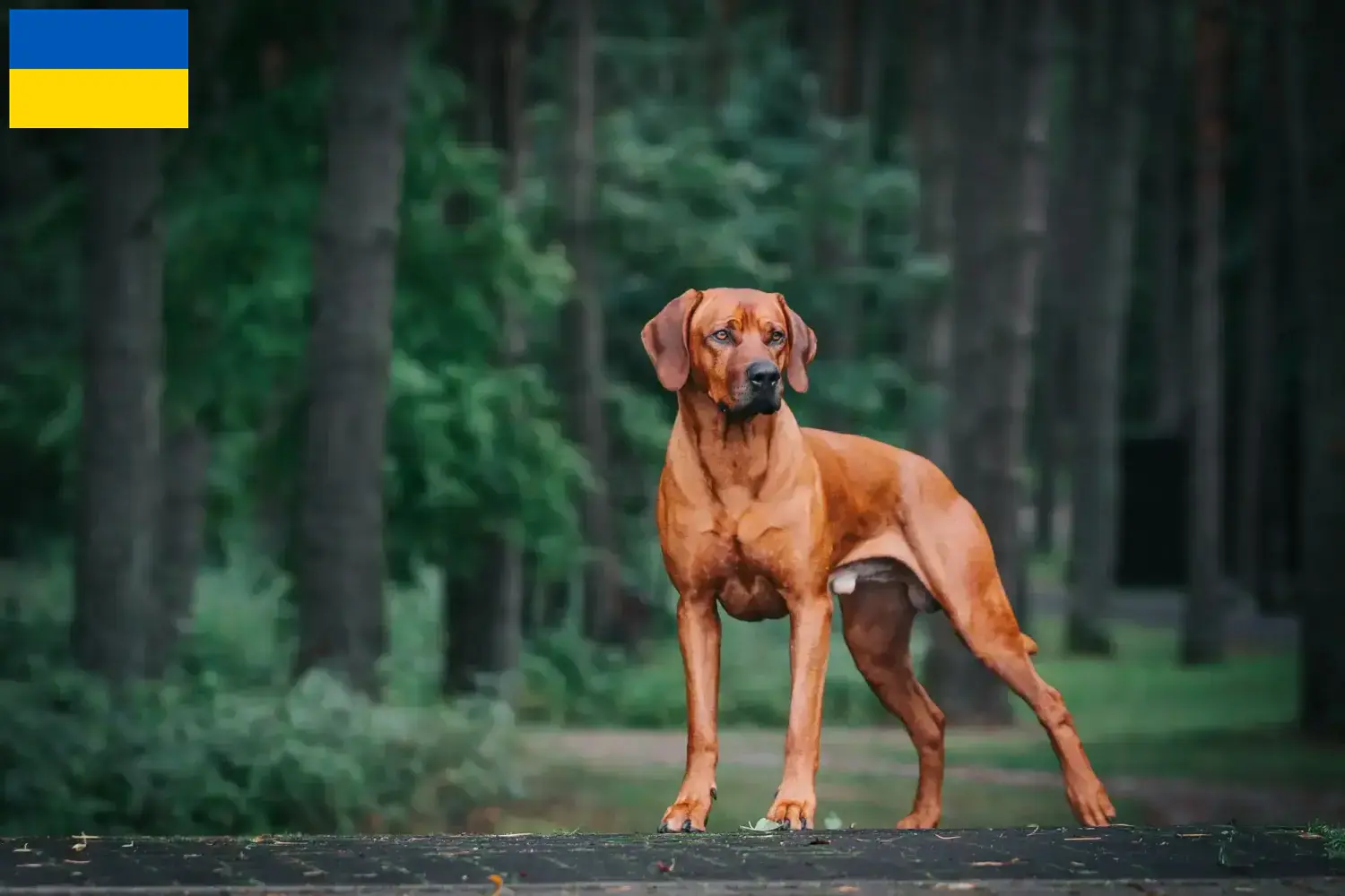 Přečtete si více ze článku Chovatelé rhodéských ridgebacků a štěňat na Ukrajině