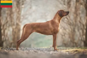 Přečtete si více ze článku Chovatelé rhodéských ridgebacků a štěňat v Litvě