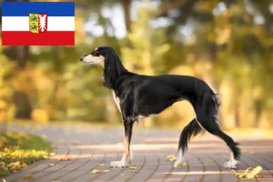 Přečtete si více ze článku Chovatelé saluki a štěňata ve Šlesvicku-Holštýnsku