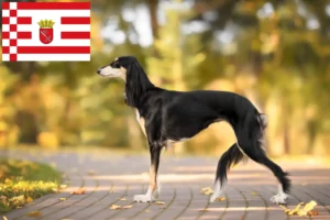 Přečtete si více ze článku Chovatelé saluki a štěňata v Brémách