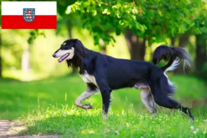 Přečtete si více ze článku Chovatelé saluki a štěňata v Durynsku