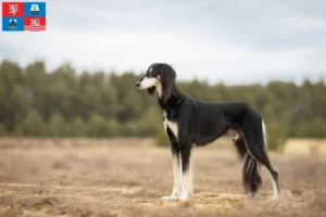 Přečtete si více ze článku Chovatelé saluki a štěňata v Karlových Varech