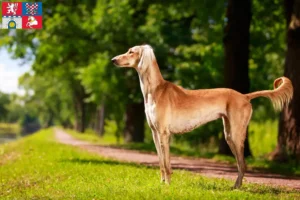 Přečtete si více ze článku Chovatelé saluki a štěňata v Pardubicích