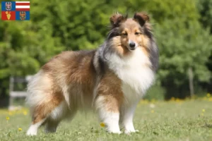 Přečtete si více ze článku Chovatelé sheltie a štěňata na jižní Moravě