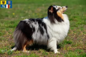 Přečtete si více ze článku Chovatelé sheltie a štěňata v Moravskoslezském kraji